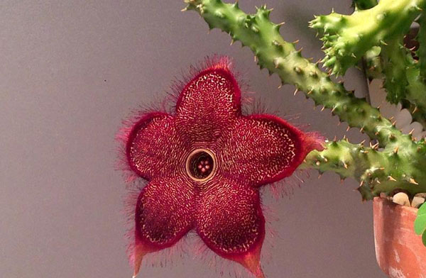 Persian Carpet Flower