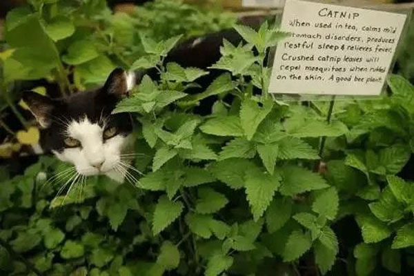 Catnip plants