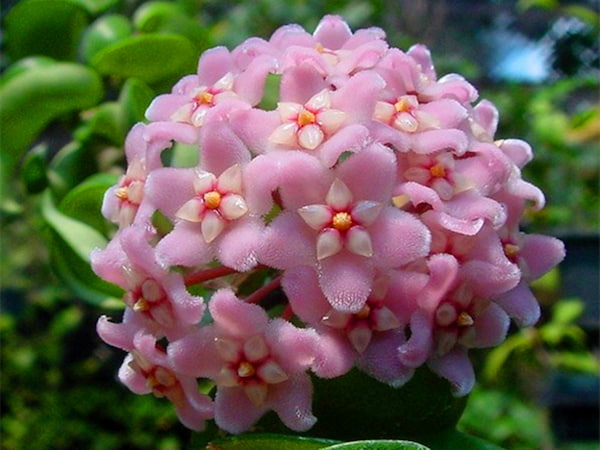 Hoya Carnosa - most common house plant