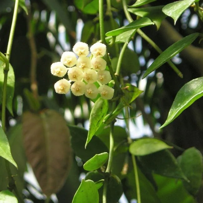 Hoya Lacunosa Flower Picture
