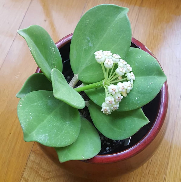 Hoya Pachyclada Flower Picture