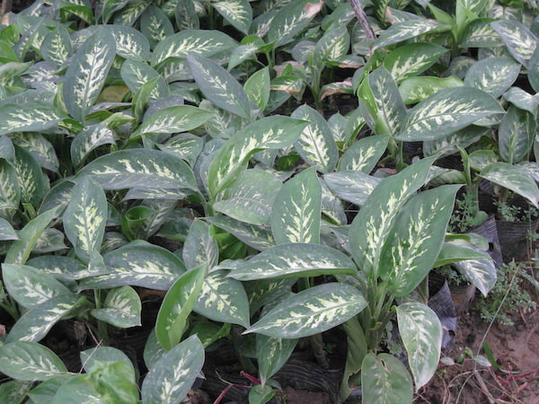 Chinese Evergreen - most common house plant