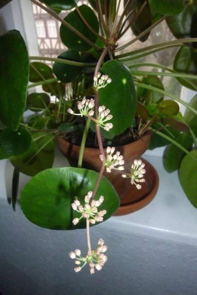Pilea Peperomioides flower