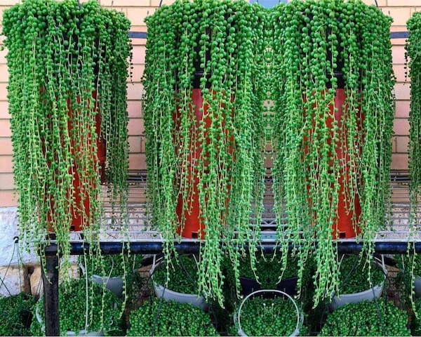 String of Pearls Plant Care & Propagation