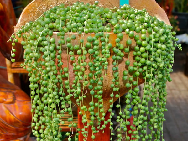 String of Pearls Plant Care & Propagation