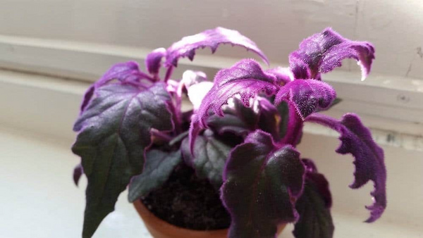 Purple Passion Plant