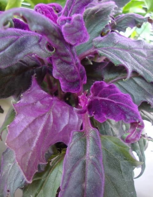 Purple Passion Plant