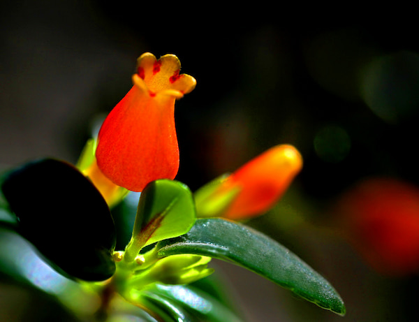 Goldfish plant flower
