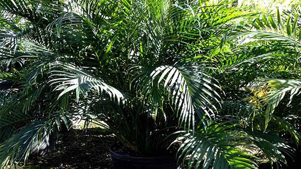 Cat Palm (Chamaedorea Cataractarum) Care & Propagation Guide
