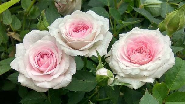 Baby Roses Care & Propagation Guide