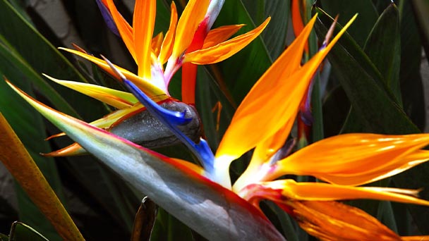 Bird of Paradise Plant Care & Propagation Guide