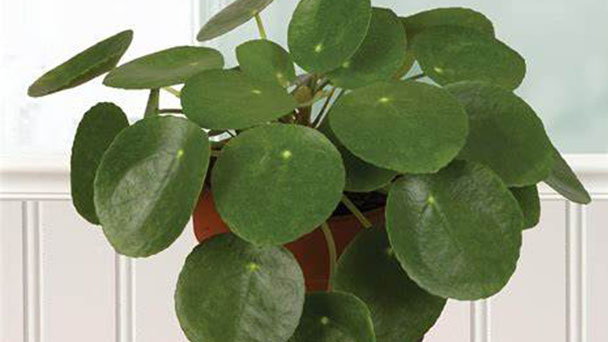 Chinese Money Plant Care & Propagation Guide