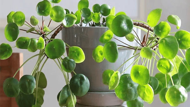Chinese Money Plant Care & Propagation Guide