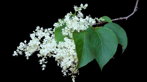 Japanese Lilac Tree (Syringa Reticulata) Care & Propagation Guide