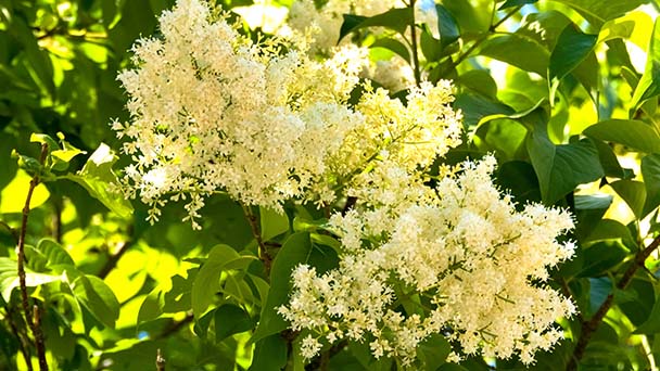 Japanese Lilac Tree Care & Propagation Guide