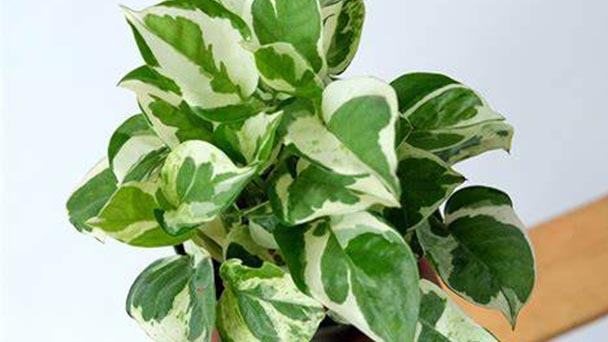 Pearls and Jade Pothos Care & Propagation Guide