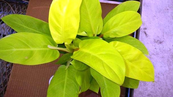 Lemon Lime Philodendron Care & Propagation Guide