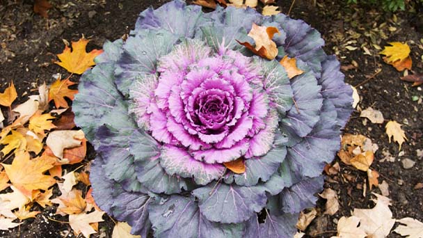 Ornamental Cabbage Care & Propagation Guide