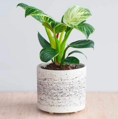 Philodendron Type - Philodendron Birkin