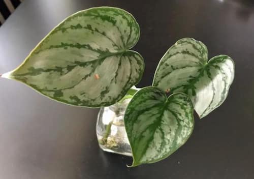 Philodendron Type - Philodendron Brandi