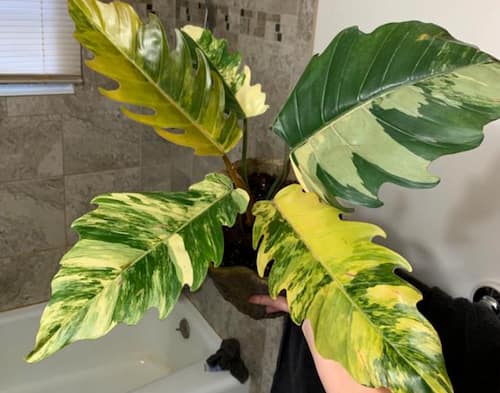 Philodendron Type - Philodendron Caramel Marble