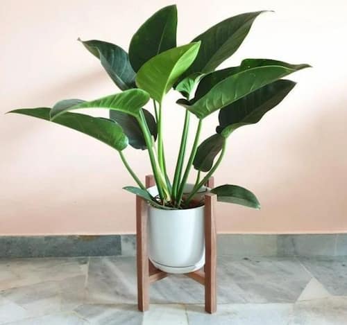 Philodendron Type - Philodendron Congo
