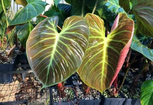 Philodendron Type - Philodendron EL Choco Red