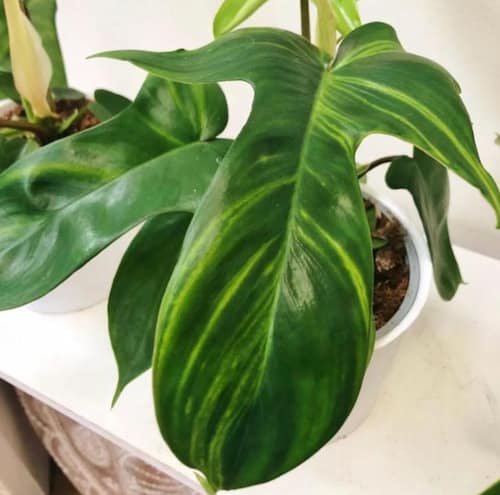 Philodendron Type - Philodendron Florida Green