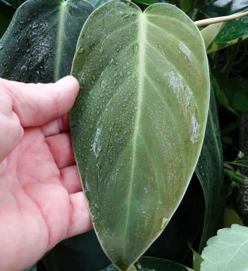 Philodendron Type - Philodendron Gigas