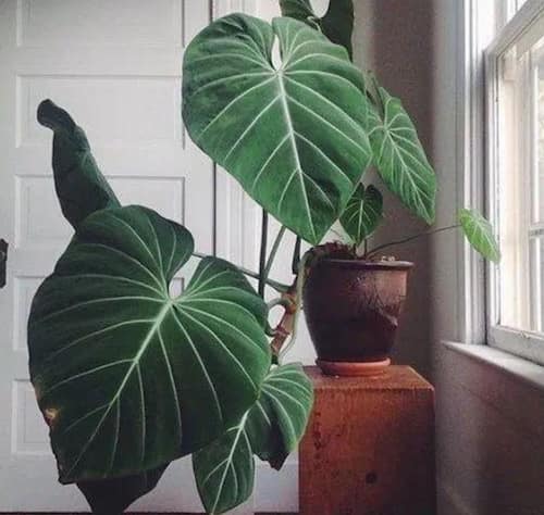 Philodendron Type - Philodendron Gloriosum