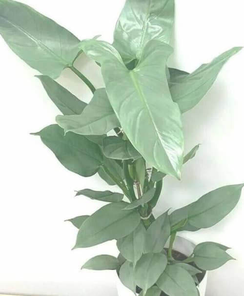 Philodendron Type - Philodendron Hastatum