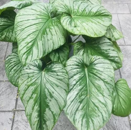 Philodendron Type - Philodendron Mamri