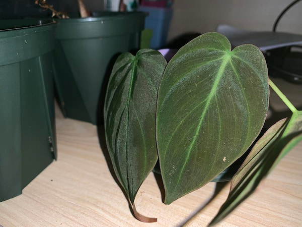 Philodendron Micans Care & Propagation Guide