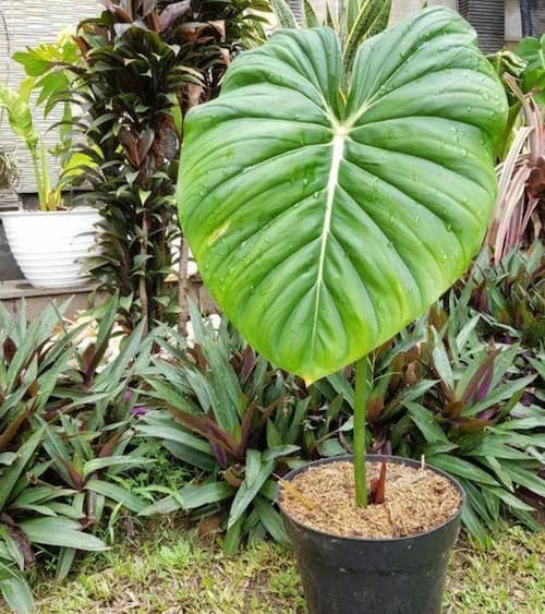 Philodendron Type - Philodendron Pastazanum