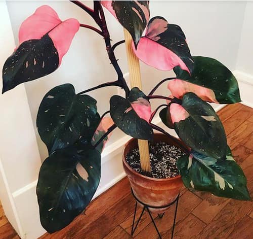 Philodendron Type - Philodendron Pink Princess