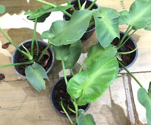Philodendron Type - Philodendron Rogosum