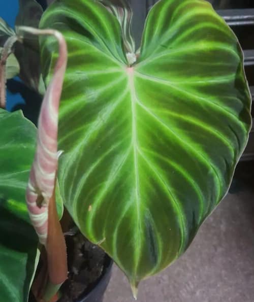 Philodendron Type - Philodendron Verrucosum