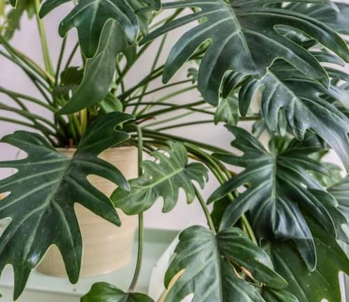 Philodendron Type - Philodendron Xanadu