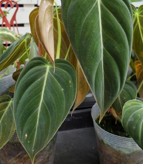 Philodendron Type - Philodendron andreanum