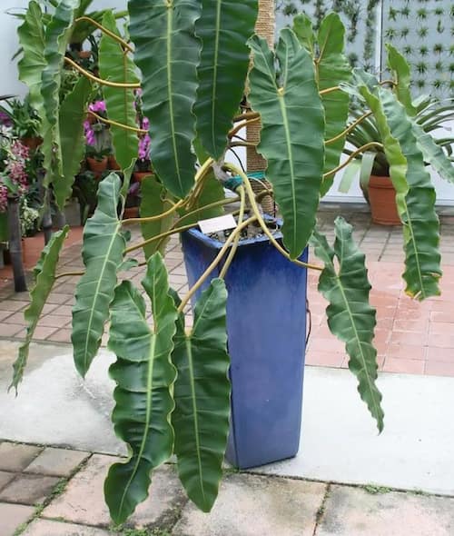 Philodendron Type - Philodendron billietiae Croat
