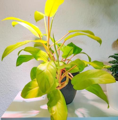 Philodendron Type - Philodendron malay gold