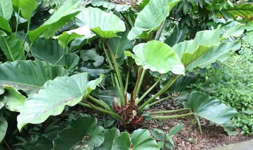Philodendron Type - Philodendron melinonii Brongn
