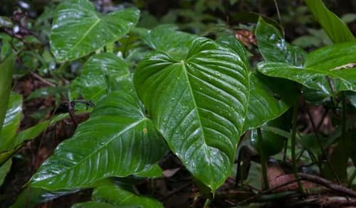 Philodendron Type - Philodendron ornatum Schott
