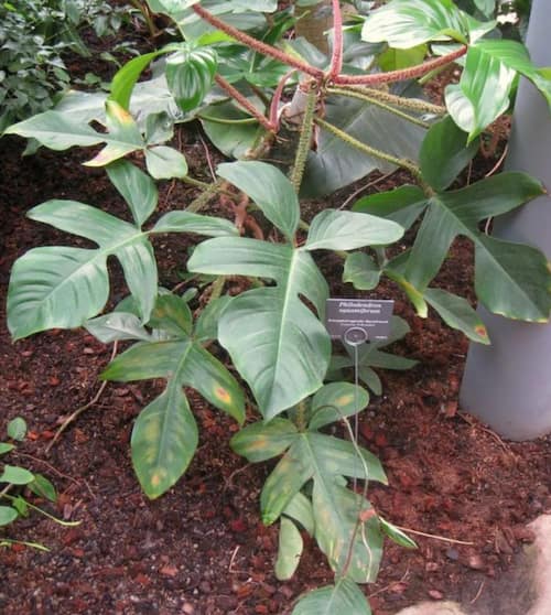 Philodendron Type - Philodendron renauxii Reitz