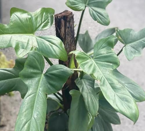 Philodendron Type - Philodendron panduriforme (Kunth) Kunth