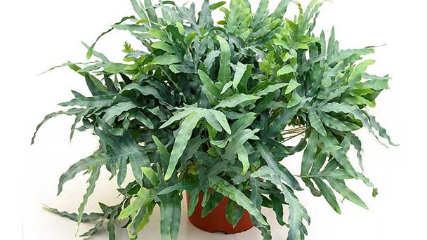 Blue Star Fern Care: How to Grow & Care for Phlebodium Aureum