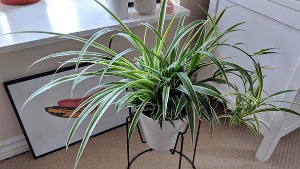 Spider Plant Babies Care & Propagation Guide