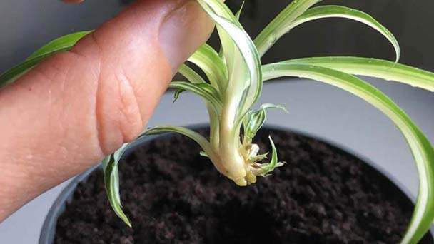 Spider Plant Babies Care & Propagation Guide
