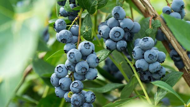 Blueberry Tree Care & Propagation Guide