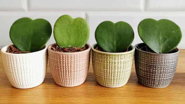 Heart Hoya Plant Care & Propagation Guide